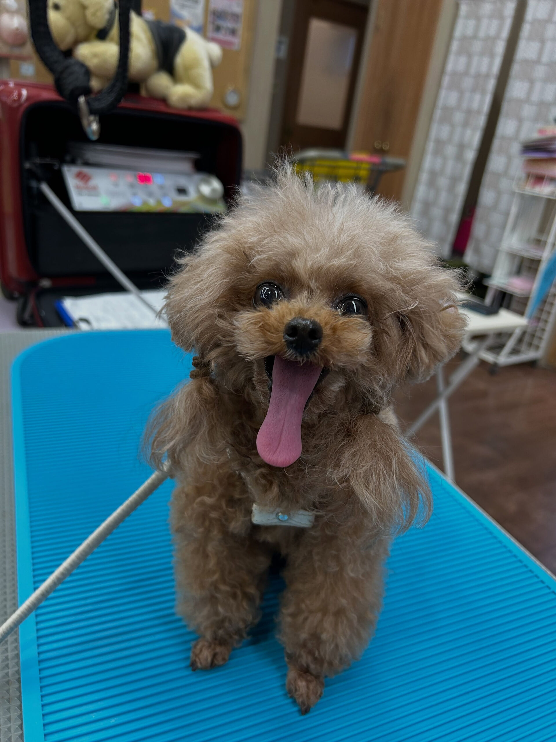 9月27日 トムキャット向山店さま🐾