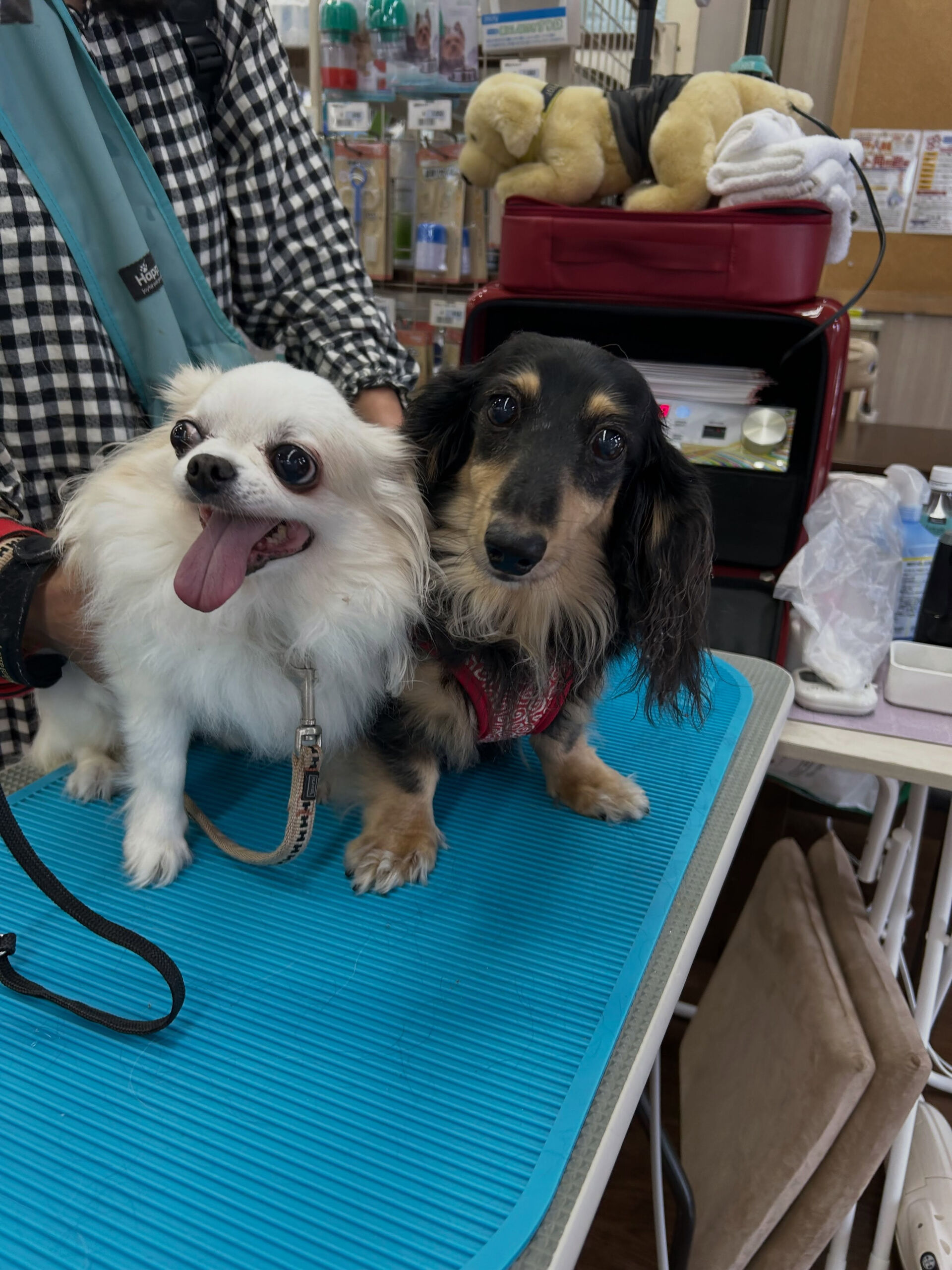 9月27日 トムキャット向山店さま🐾