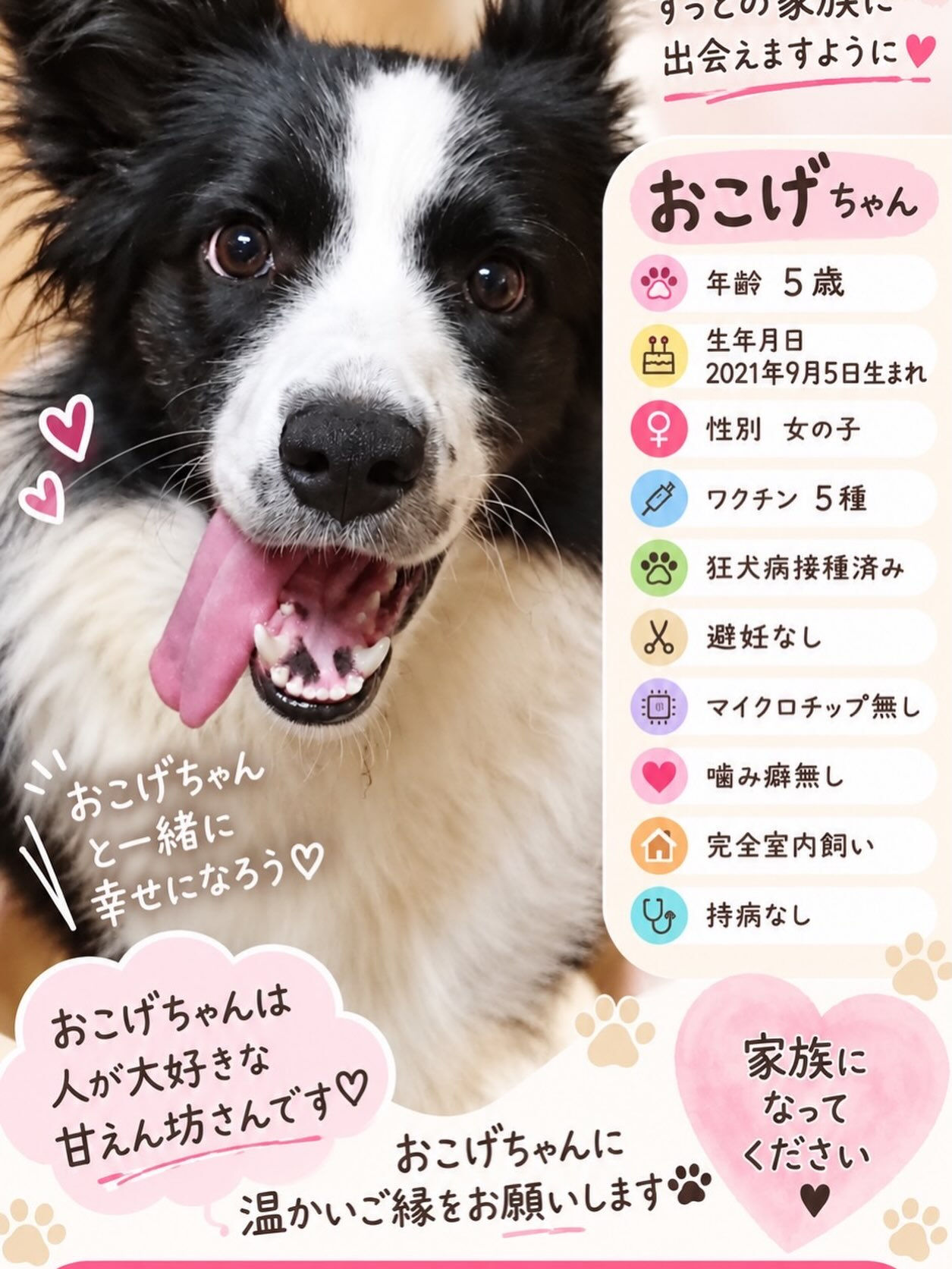 新しい家族になってくれる方を探しています