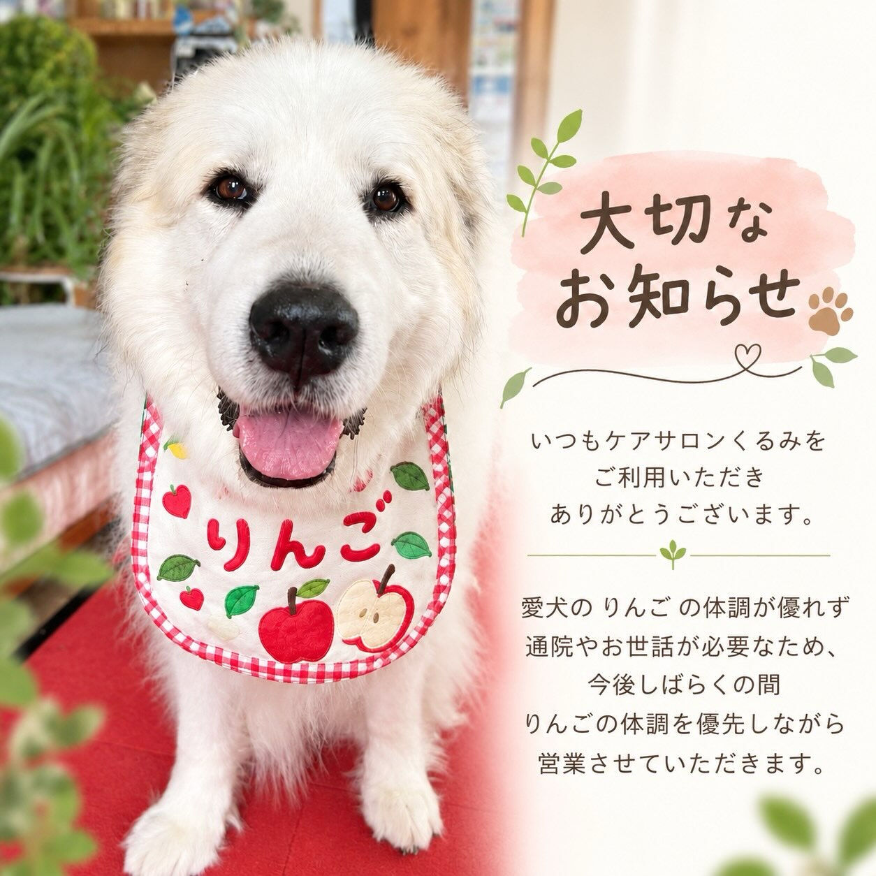 🌿 ケアサロンくるみからのお知らせ 🌿