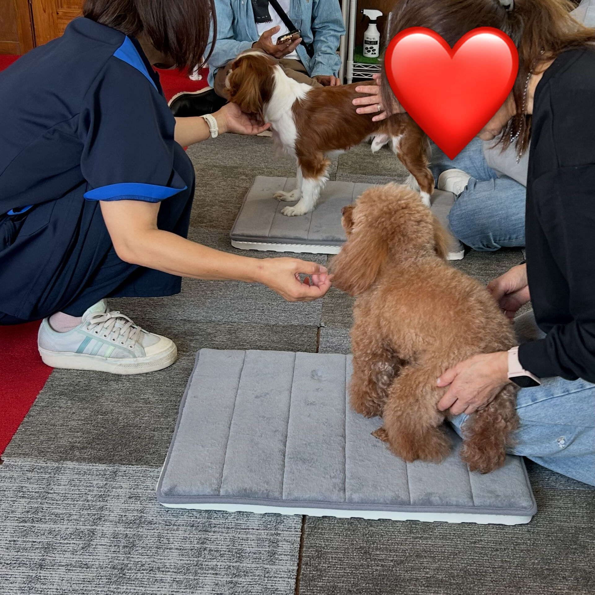 🐾 そら先生のドッグマッサージ教室 🐾