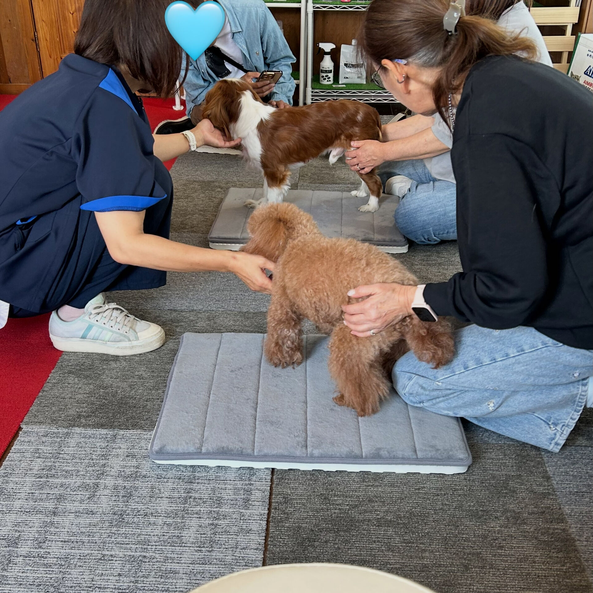 🐾 そら先生のドッグマッサージ教室 🐾
