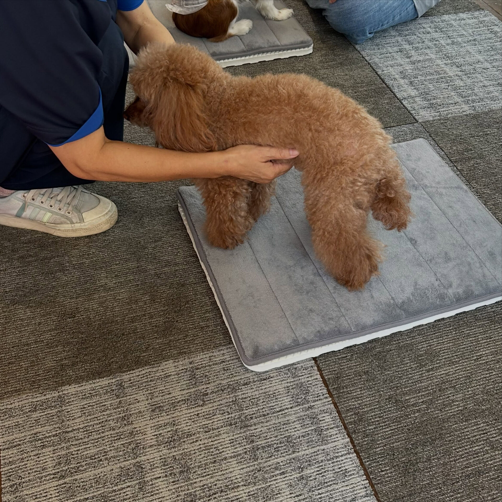 🐾 そら先生のドッグマッサージ教室 🐾