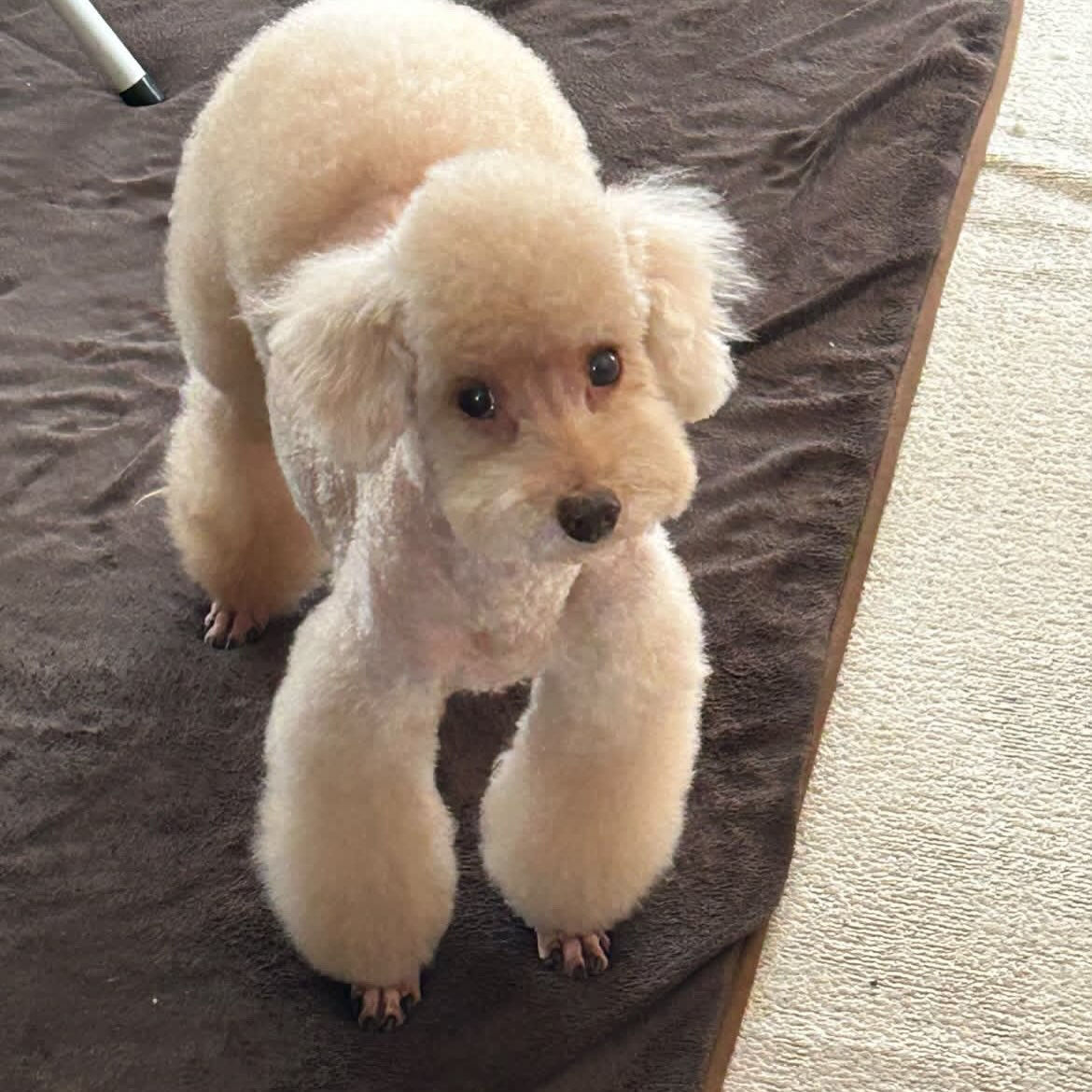🐾 そら先生のドッグマッサージ教室 🐾