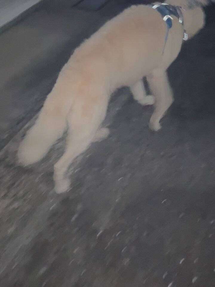 🐾 **くるみ日記 〜ウルフくん〜** 🐾