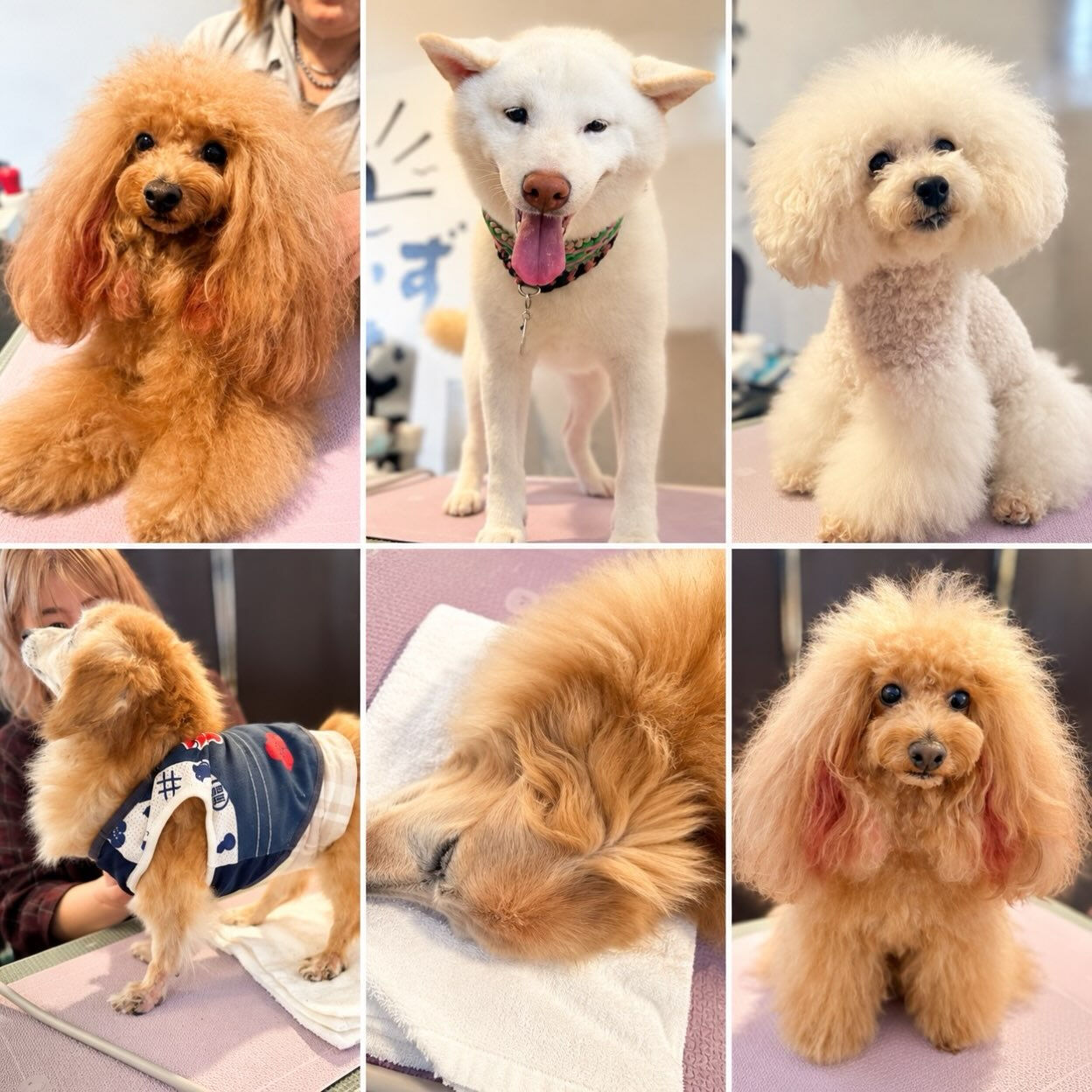 🐾 筋膜リリース体験会ありがとうございました 🐾