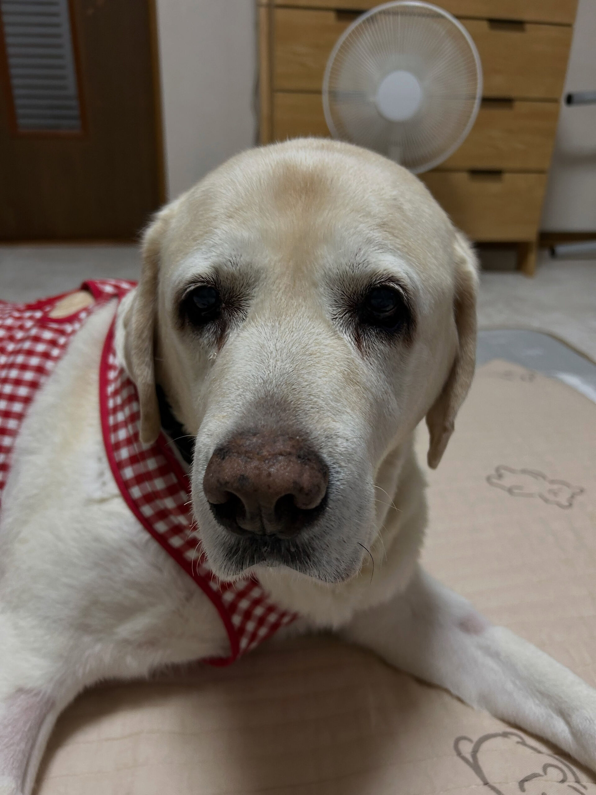 🐾 出張筋膜リリース 🐾