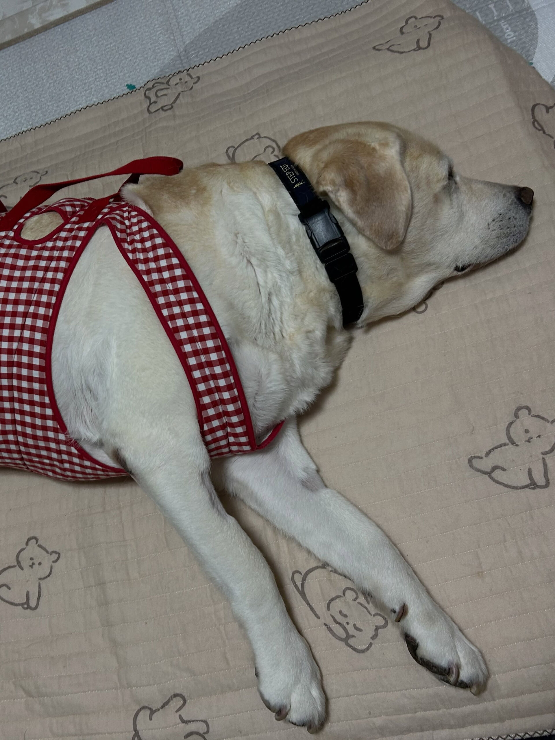 🐾 出張筋膜リリース 🐾