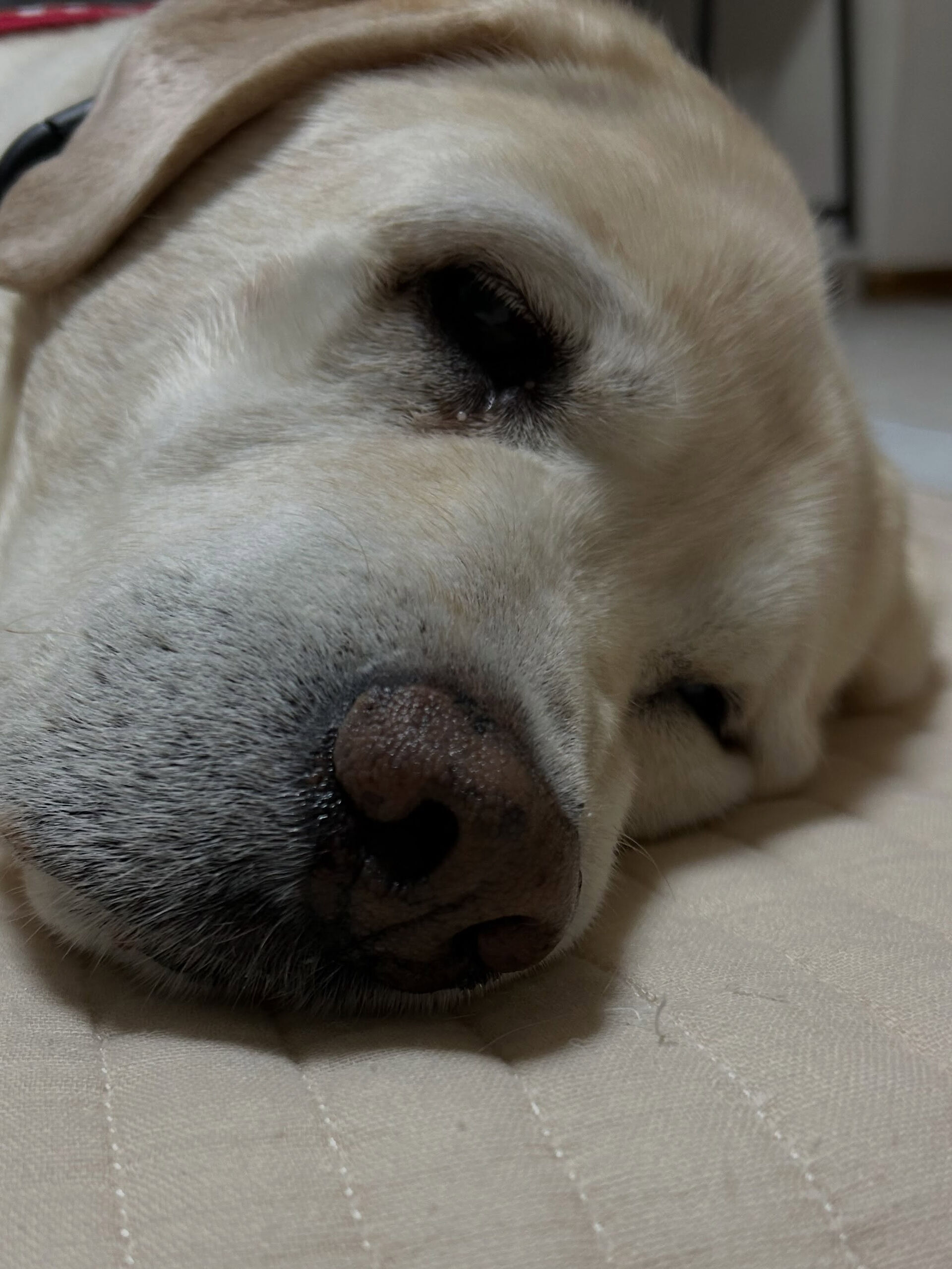 🐾 出張筋膜リリース 🐾