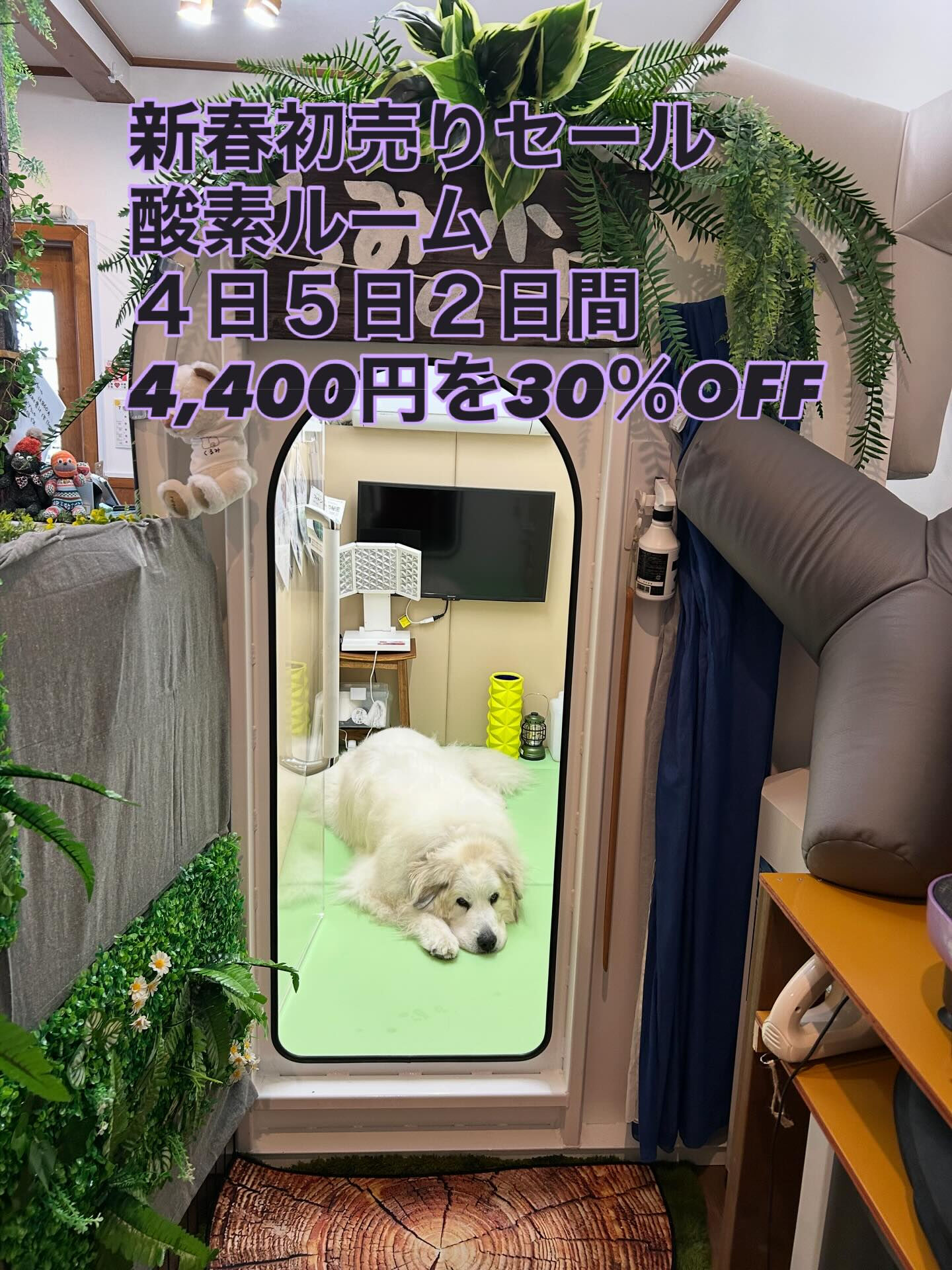 改めまして、あけましておめでとうございます🎍