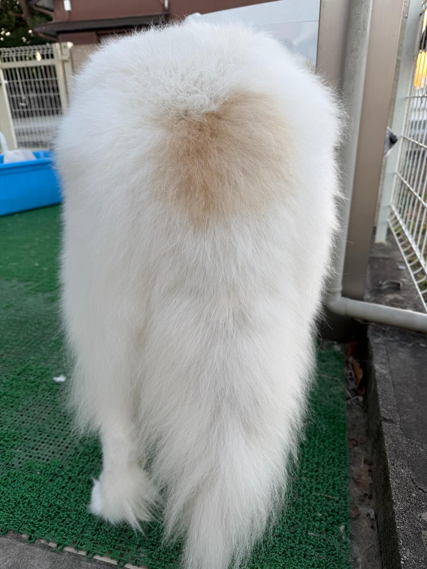 シャワーヘッドジプシーからの脱却❣️