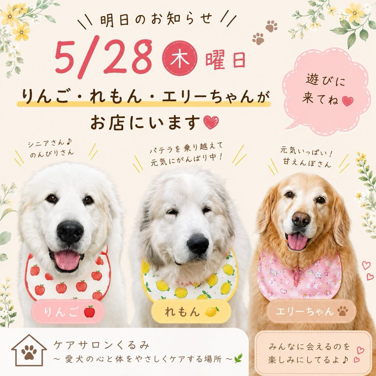 大型犬好きさん集まれ❣️