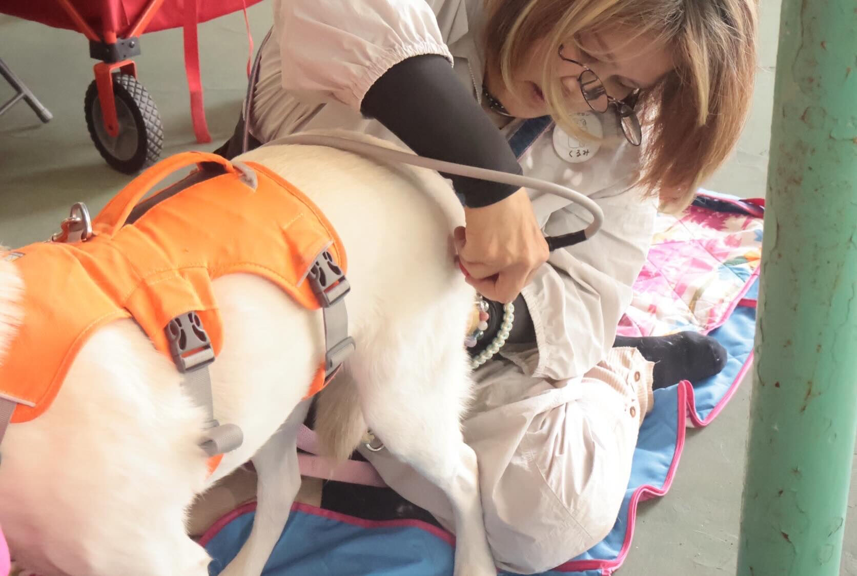 犬ハピに行きました❣️