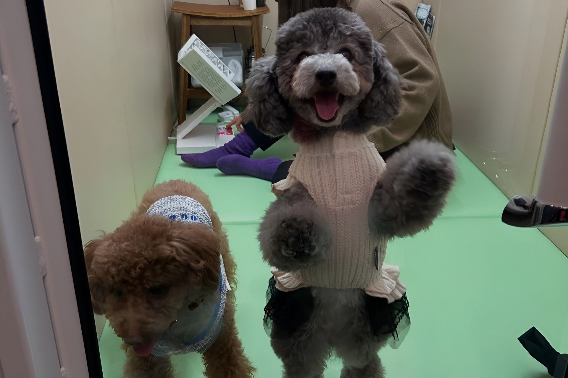 犬